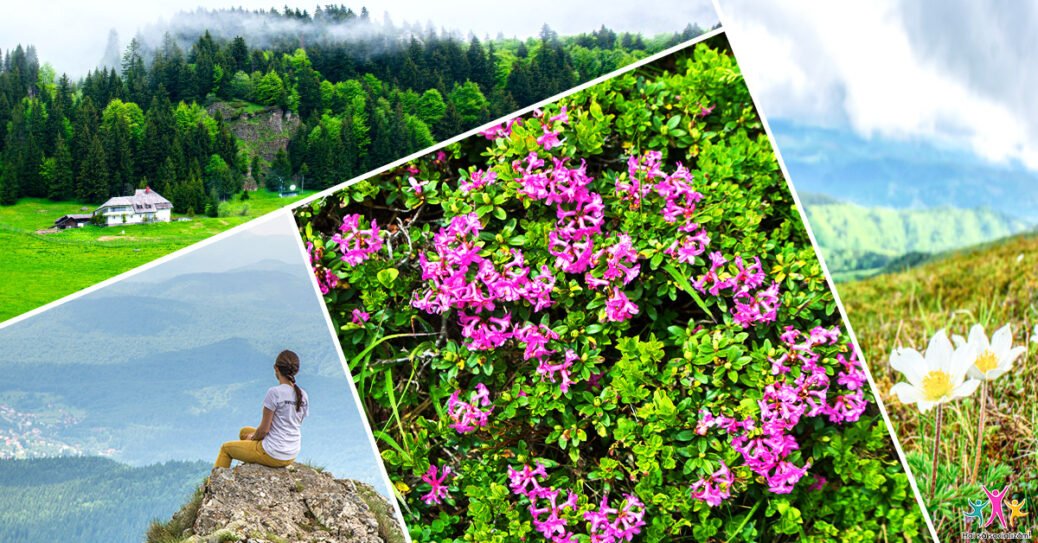 Muntele Roșu și Cabana Ciucaș - spectacolul bujorilor