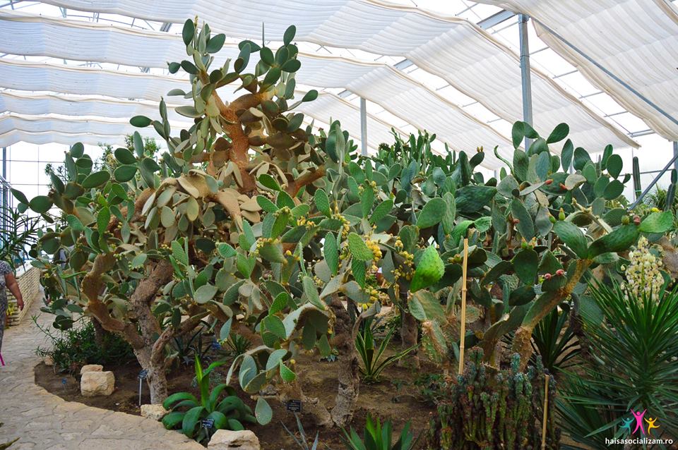 expozitie-de-cactusi-castel-alb-regina-maria-balcic-bulgaria.jpg (147 KB)